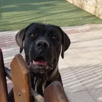 کنکورسو|سگ|تهران, شهرک چیتگر|دیوار