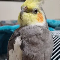 عروس هلندی سینامون نر گمشده|حیوانات|پرند, فاز ۴|دیوار