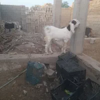 بیگ یا تیشتر نر افغانی داشتی|حیوانات مزرعه|مسجد سلیمان, |دیوار