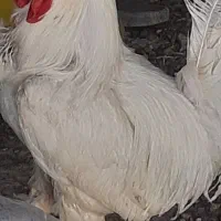 خروس سفید