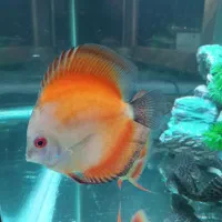 دیسکس.لجن خوار