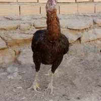 مرغ لاری افغان|حیوانات مزرعه|الشتر, |دیوار
