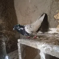 دستپر دم سبز نر