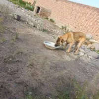 سرابی|سگ|خسروشاه, |دیوار