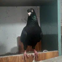 کفتر   قرسوری