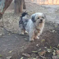 سگ ماده تریر|سگ|محمدیه-قزوین, |دیوار