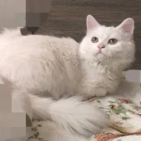 توله گربه های بریتیش انگورا|گربه|تبریز, |دیوار