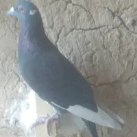 کبوتر پلاکی|پرنده|ارم, |دیوار