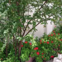 ویلا ساحلی مستقل دوبلکس|اجارهٔ کوتاه‌مدت ویلا و باغ|چاف و چمخاله, |دیوار