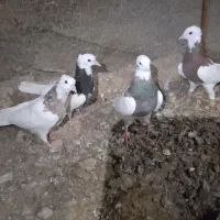 کبوترطوقی