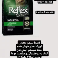 گربه بریتیش دوماه پرشین اسکاتیش|گربه|تبریز, |دیوار