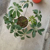 فروش گل پنجە پری
