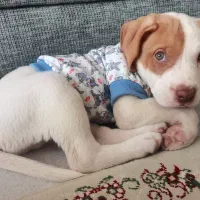 تولهٔ سگ امریکن بولی