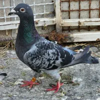 کمشده شدماده بلژیک پلاک۰۰۱۰۸۵۳