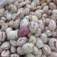 لوبیا چیتی بوجار ولیزر درجه یک