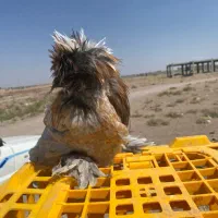مرغ و خوروس نژاد دار امپراتور و سلطان واکسن زده|حیوانات مزرعه|سیرجان, |دیوار