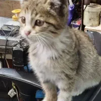 گربه میشول کوچولو