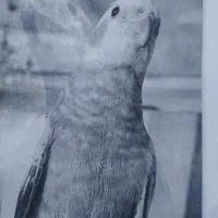 گمشده عروس هلندی