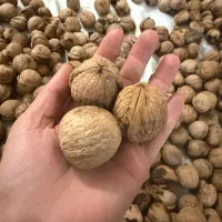 گردو درجه یک