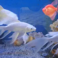 ماهی کوی پلاتینیوم شورت بادی وارداتی|ماهی|اهواز, پادادشهر|دیوار