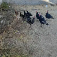 بوقلمون|حیوانات مزرعه|رزن, |دیوار