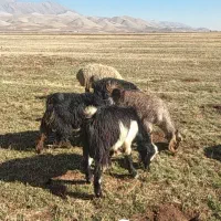 ۷عددبز جوان شیره دار