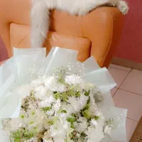 گربه پرشین اسکاتیش