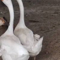 فروش قوغاز مرغ شاخدار