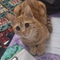 گربه گمشده|حیوانات|لنجان, |دیوار