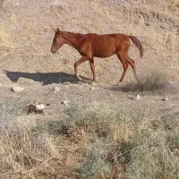 مادیان و کوره نر|حیوانات مزرعه|هلیلان, |دیوار