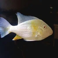 هکلی البینو مولد|ماهی|صدرا-فارس, فاز ۲|دیوار