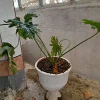 گلدان با گل انجیری