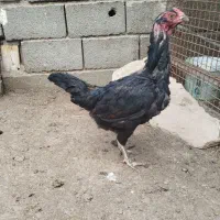 مرغ لاری افغان اصل