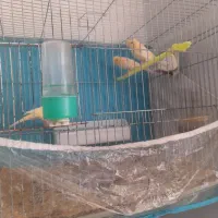 قناری سه ماه|پرنده|شیروان (خراسان), |دیوار