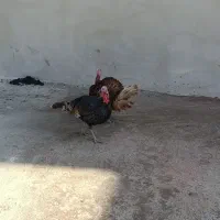 فروش دو عدد بوقله مون نر