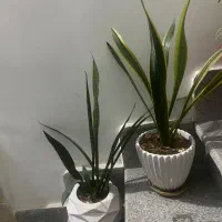 گل سانسوریا ابلق