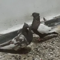 کبوتر ماده|پرنده|شوش, |دیوار