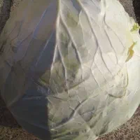 کلم‌برگ‌سفید