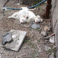 سگ پاکوتاه اشتپیزروباهی نروماده