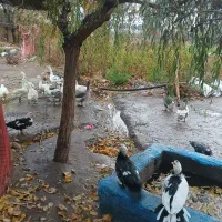 غاز نر و ماده (جوجه اردک اسرائیلی و معمولی)|حیوانات مزرعه|محمدشهر, همایون ویلا|دیوار