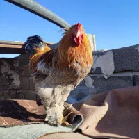 مرغ و خروس برهما|حیوانات مزرعه|رباط‌کریم, رباط‌کریم|دیوار