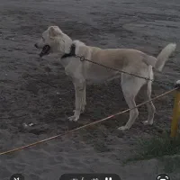 سگ سرابی خراسانی