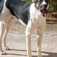 واگذاری توله ۸ماهه|سگ|قم, الغدیر|دیوار