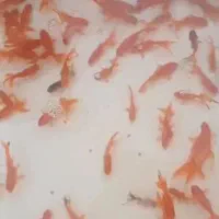 انواع ماهی گلدفیش و ماهی قرمز|ماهی|آمل, |دیوار