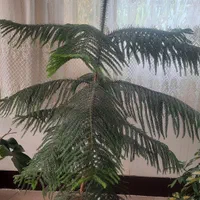گل نخل مرداب اریکا شامادورا فیکوس برگ انجیری یوکا.|گل و گیاه طبیعی|لنجان, |دیوار
