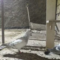 شامی کاکلی|پرنده|سبزوار, قصبه اب یمین|دیوار