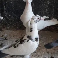 کبوتر آلمانی سبزوسفیدورنگه|پرنده|مشهد, امیریه|دیوار