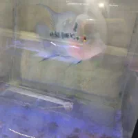 فلاور زد زد|ماهی|مشهد, سعد آباد|دیوار