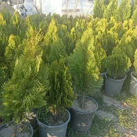 کامیس نوک دار|گل و گیاه طبیعی|کرج, ملک‌آباد|دیوار