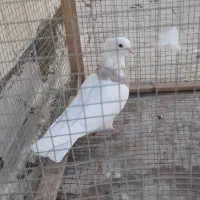 ماده طوقی|پرنده|شاهین‌شهر, عطار|دیوار